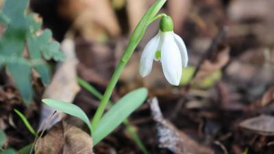 Zvončki (BOTANIČNI VRT UNIVERZE V LJUBLJANI)