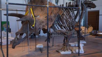 Okostje orjaškega triceratopsa so sestavili pri podjetju Zoic