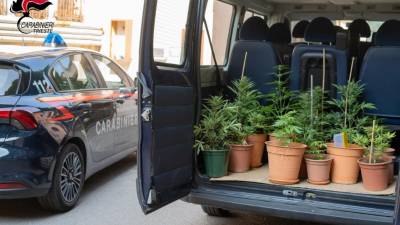 57-letnik je na svojem domu gojil štirinajst rastlin konoplje, ki so jih zasegli karabinjerji