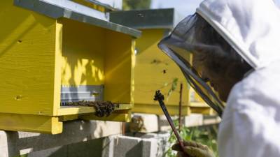 V okviru projekta Eno-Bee postavljajo čebelnjake zraven oz. tudi kar sredi vinogradov (M.D.B.)