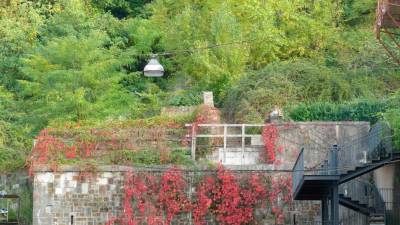 Popolnoma zaraščeno območje, kjer so v prejšnjih letih zgradili temelje za namestitev tirnic vzpenjače (BUMBACA)