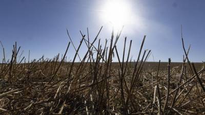 Dolgotrajne suše ogrožajo svetovno prehransko varnost (ANSA)