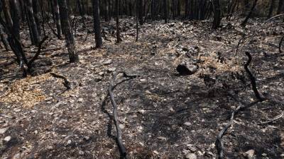 Posledica požara na Krasu leta 2022 (ARHIV)