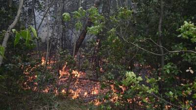 Občino Devin - Nabrežina zadnje čase pestijo številni gozdni požari