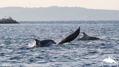 Delfini v Piranskem zalivu (DRUŠTVO MORIGENOS)