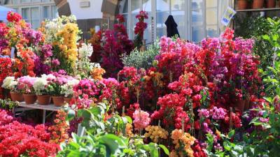 Svetoivanski park bo ponovno poln cvetja (ARHIV)
