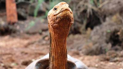 Želvak velikan Diego (ANSA)