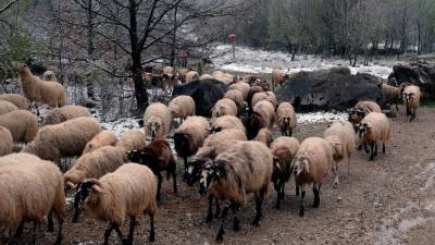 Kraške ovce so dobile zaščiteno oznako organizacije Slow Food (FOTODAMJ@N)