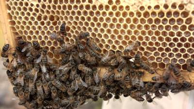 Pretekli teden je bil izdan prvi certifikat za pridelavo Istrskega medu