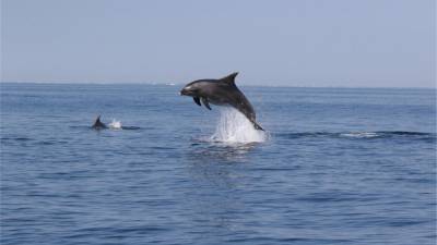 V Piranskem in Tržaškem zalivu je veliko delfinov
