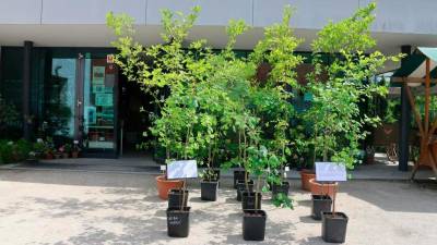 Drevesa Hirošime v ljubljanskem botaničnem vrtu (BOTANIČNI VRT UNIVERZE V LJUBLJANI)