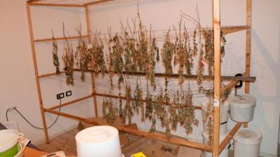 Kriminalisti so med drugim odkrili 71 sadik konoplje na sušenju (PU KOPER)