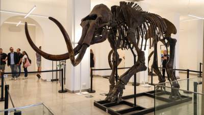 Mamuta so rekonstruirali iz fosilov