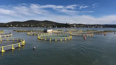 Ribogojnice Valle Ca’ Zuliani med Ribiškim naseljem in Devinom ter med nekdanjim kamnolomom v Sesljanu in nabrežinsko obalo