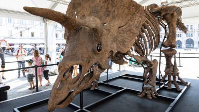 Triceratops Big John (FOTODAMJ@N)