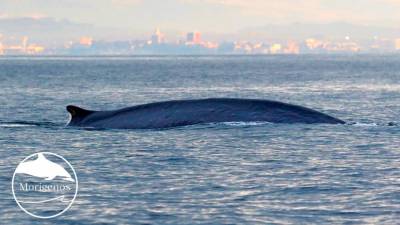 Brazdasti kit v Tržaškem zalivu (MORIGENOS)
