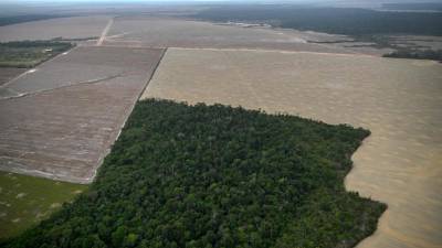 Skrčen gozd v amazonskem pragozdu v Braziliji v času podnebne konference COP30 (ANSA)