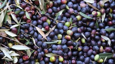 Oljkarstvo zahteva nenehno izpopolnjevanje (FOTODAMJ@N)