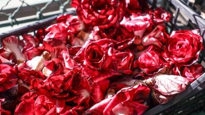 Goriška roža (TIBALDI)