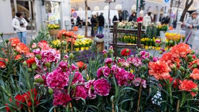Razstava Trst v cvetju v Drevoredu XX. septembra bo odprta do 26. marca (FOTODAMJ@N)