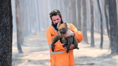 V Avstraliji je zaradi požarov poginilo na tisoče koal (ANSA)