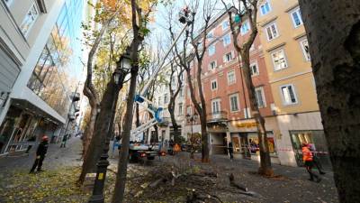 Današnja sečnja v Drevoredu 20. septembra (FOTODAMJ@N)