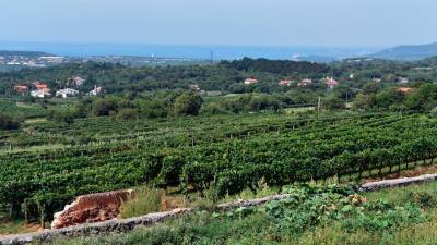 Trtam je lega vasi Praprot po godu, kljub burji in kamnu (FOTODAMJ@N)