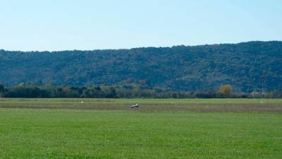 Goriško letališče, arhivski posnetek (BUMBACA)