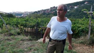 Andrej Bole v svojih vinogradih (FOTODAMJ@N)