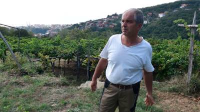 Andrej Bole v svojih vinogradih (FOTODAMJ@N)