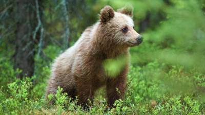 Mladič rjavega medveda, fotografija je simbolična (ANSA)