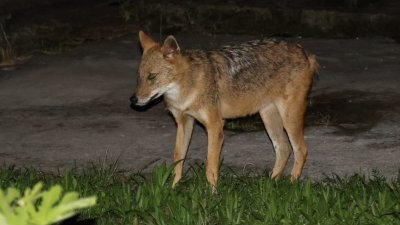 Šakal na dvorišču ene izmed hiš v Doberdobu (IGOR CROSELLI)
