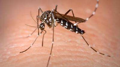 Denga je virusna vročinska bolezen, ki jo prenašajo komarji (ARHIV)