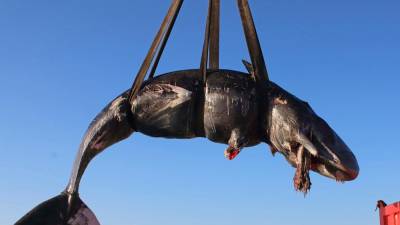 Truplo breje kitovke so našli v bližini letovišča Porto Cervo (AP)