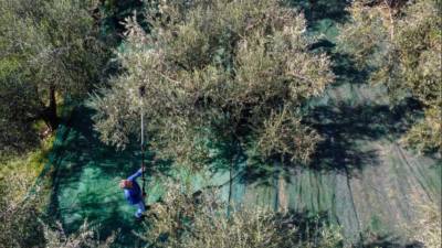 Obiranje oljk (TOMAŽ PRIMOŽIČ/FPA/PRIMORSKE NOVICE)