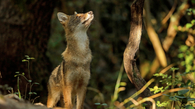 Šakal je na območju naselja Lokavec ugriznil žensko (fotografija je simbolična)