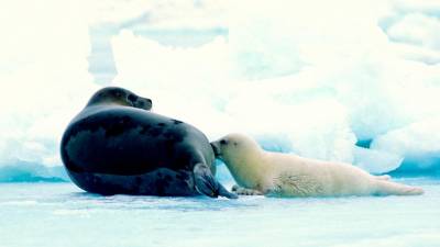 Arktični tjulnji so zaradi podnebnih sprememb in človeških dejavnosti vse bolj ogroženi (WIKIPEDIA)