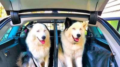 Zappar in Ami sta iz kampa v Lepeni zbežala v noči na 15. avgust, najditelja čaka denarna nagrada