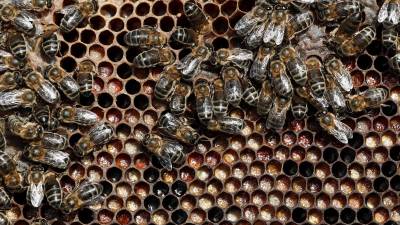 Medovite rastline predstavljajo pomemben vir hrane za čebele