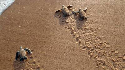 Želvji mladiči zapuščajo gnezdo (ROGER LEGUEN/WWF)