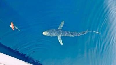 Morskega psa je v bližino čolna pritegnil na trnek ulovljeni mol (PRIMORSKE NOVICE