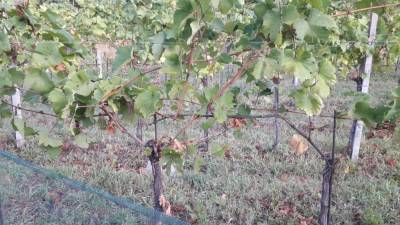 Na trtah v Maniajevem vinogradu v Podgori so ščetinarji pojedli vse grozdje (FOTO GM)