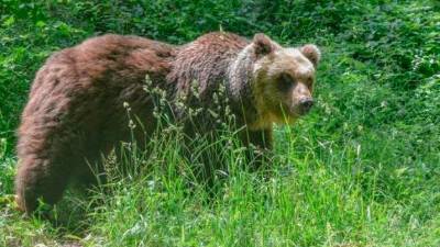 Medved, fotografija je simbolična (ARHIV)
