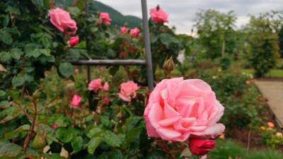 Svetoivanski park nekdanje psihiatrične bolnišnice bo že desetič gostil niz dogodkov Vrtnice, knjige, glasba, vino (FOTODAMJ@N)
