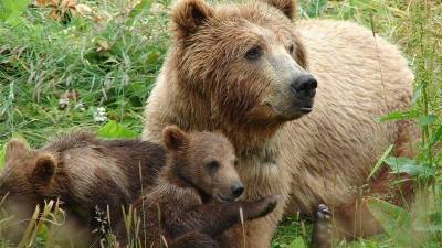 Medvedka z mladiči