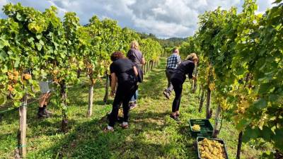 Trgatev v Goriških Brdih (RADIO ROBIN/FACEBOOK)