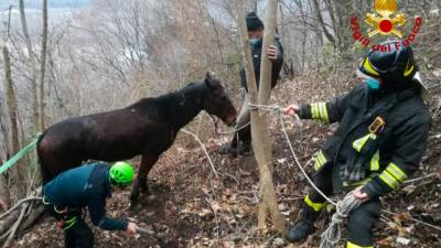Konj jo je odnesel brez poškodb, prizor iz reševalne akcije (GASILCI)
