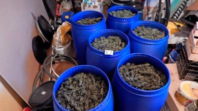 Policisti so zasegli 11 kilogramov konoplje (PU KOPER)