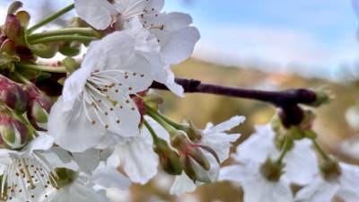 Češnje v cvetu (P.C.)