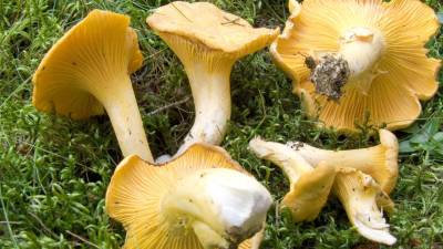 Navadne lisičke so tako kot jurčki v naših krajih zelo priljubljene